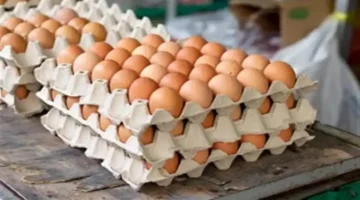 أسعار كرتونة البيض في بورصة الدواجن والأسواق الثلاثاء 25-11-2025